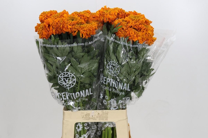 <h4>Tagetes Marigold Promise Orange</h4>
