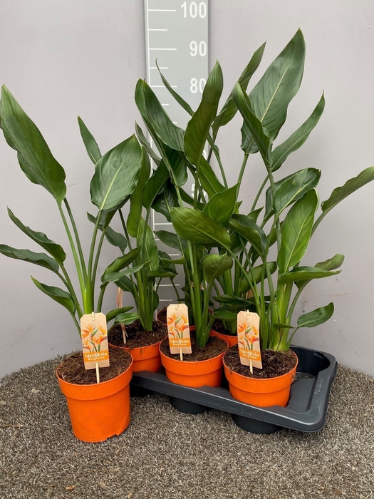 <h4>STRELITZIA REGINAE</h4>