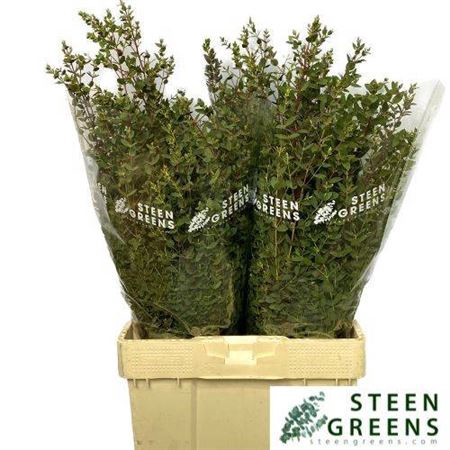 <h4>Euc Parvifolia P Bs</h4>