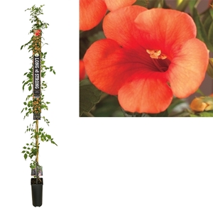 Campsis t. 'Madame Galen' +Long & strong label