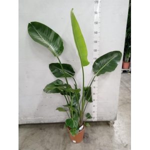 Strelitzia nicolai