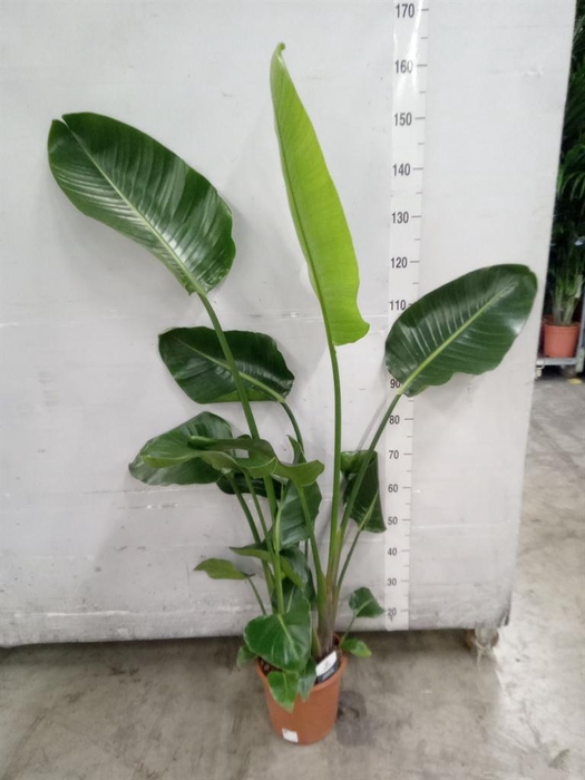 <h4>Strelitzia nicolai</h4>