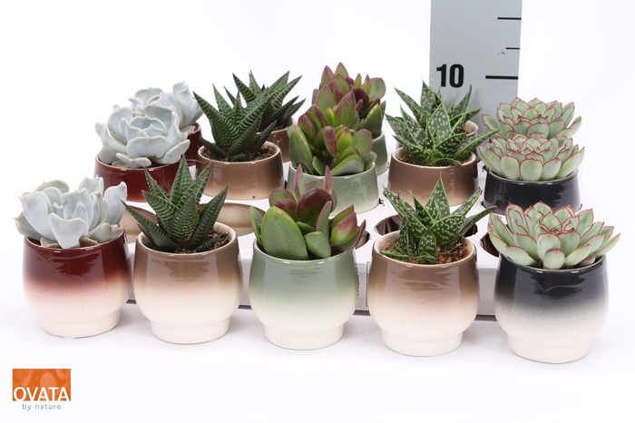 <h4>SUCC GEM 5 SRT</h4>