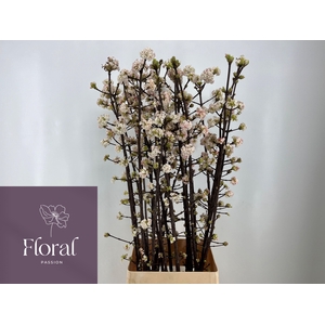 VIBUR BODN CH LAMONT