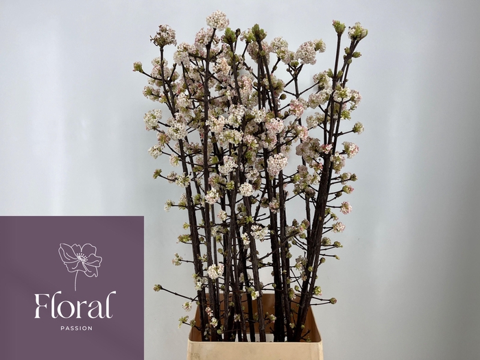 <h4>VIBUR BODN CH LAMONT</h4>