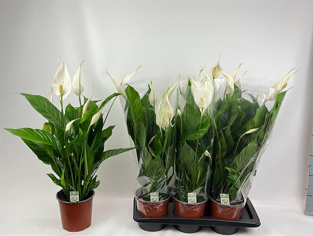 Spathiphyllum Bingo Cupido 17Ø 75cm 6fl