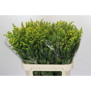 Solidago Golden Glory