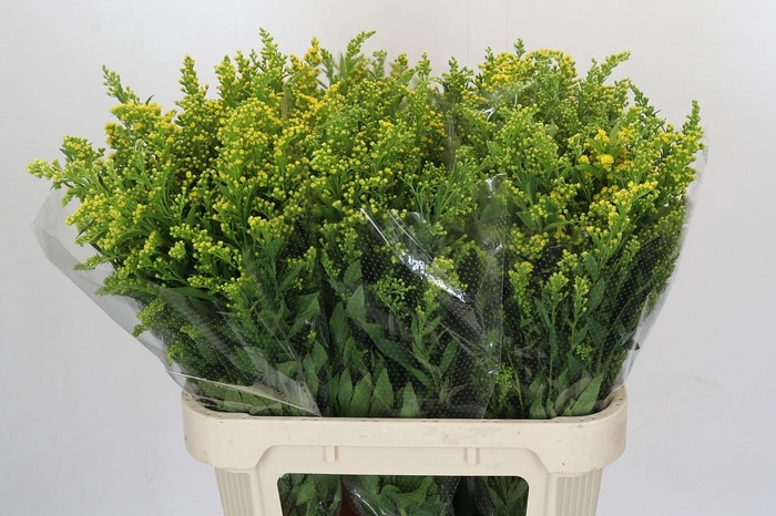 <h4>Solidago Golden Glory</h4>