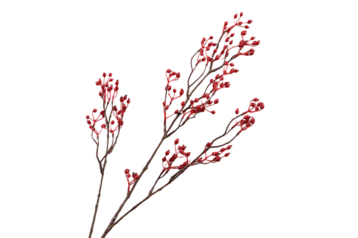 Rosehip Branch Corallo Red
