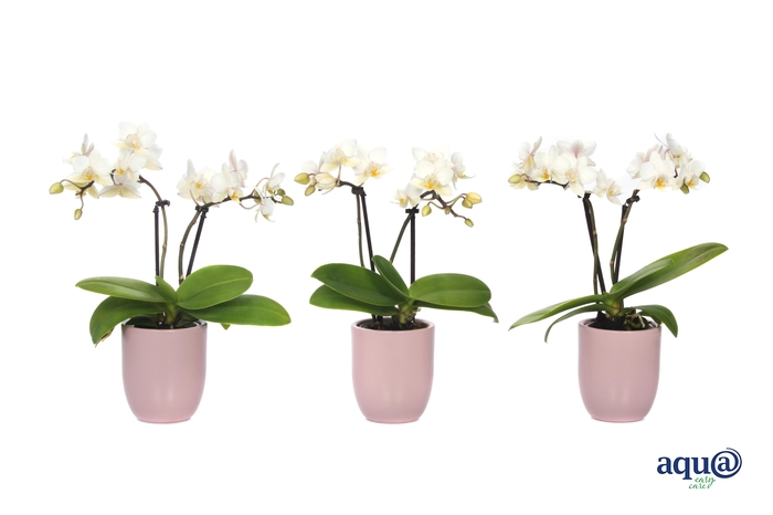 <h4>Hugo Silver Pink Tiny Dolls Wit 2T12+ Aqu@</h4>