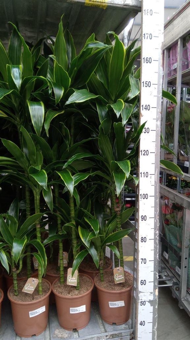 <h4>Dracaena fr de 'Art'</h4>