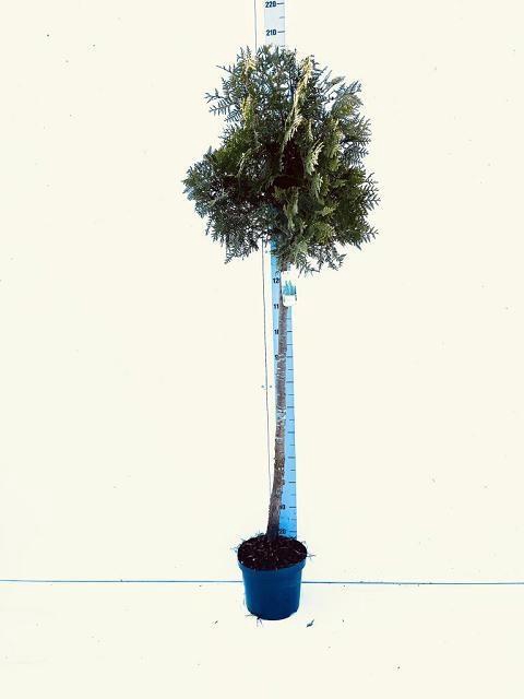 <h4>THUJA O BRABANT</h4>