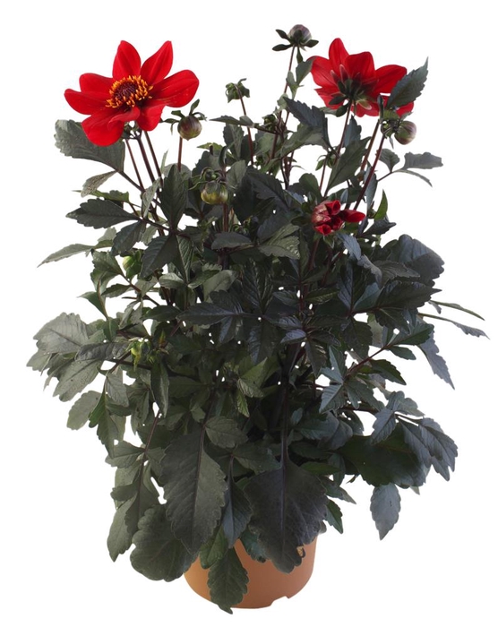 <h4>DAHLIA-HYBRID P17</h4>