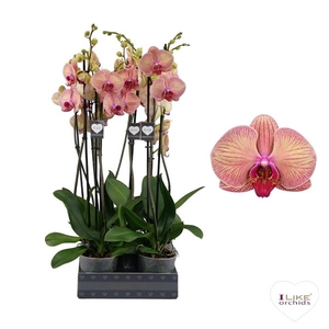 Phalaenopsis Golden Leopard - 2 tak 80cm