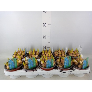 Muscari  'Magic Blue'