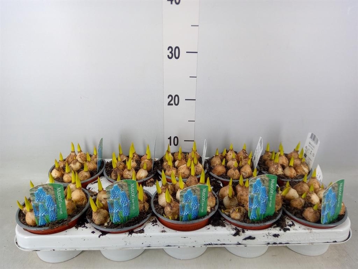 <h4>Muscari  'Magic Blue'</h4>