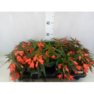 Begonia boliv. 'Encanto Red'