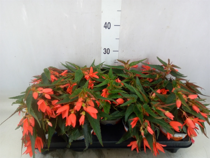<h4>Begonia boliv. 'Encanto Red'</h4>