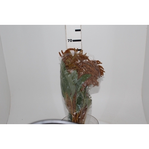 AMARANTHUS DOURADO 060 CM