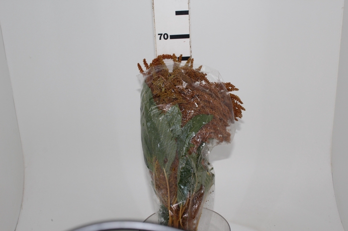 <h4>AMARANTHUS DOURADO 060 CM</h4>