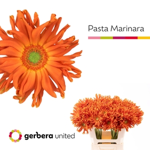 Gerbera Pasta Marinara Water