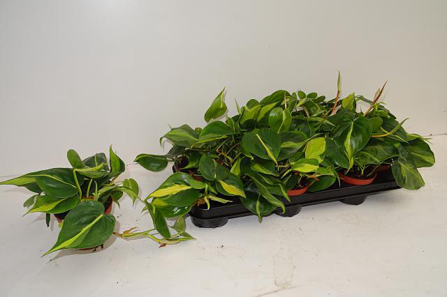 Philodendron Scandens Brasil 11Ø 15cm