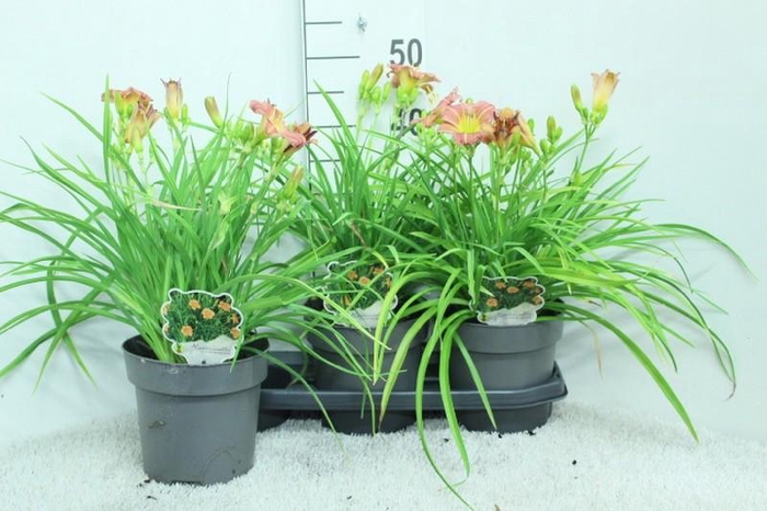<h4>Hemerocallis Overig Every Day Lily Rose</h4>