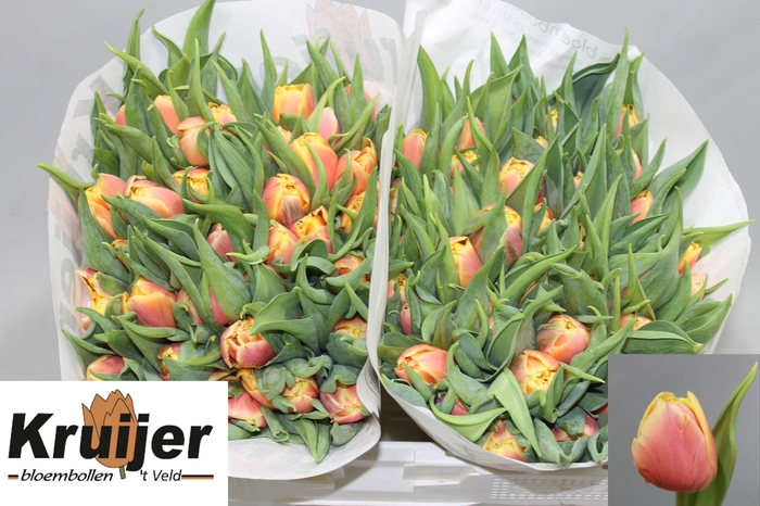 <h4>TU DU ROLEX</h4>