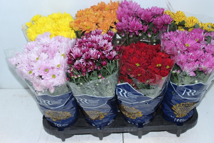 <h4>CRISANTEMO MINI P13</h4>