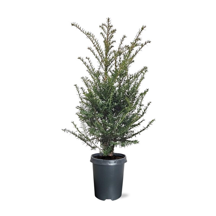 <h4>Taxus baccata (zonder etiket)</h4>