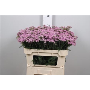 Achil M Lilac Beauty