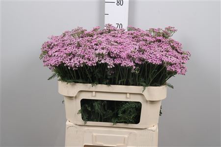 Achil M Lilac Beauty
