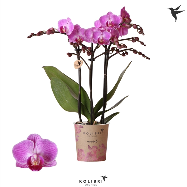 <h4>Kolibri Orchids Phalaenopsis Vienna 3 spike</h4>