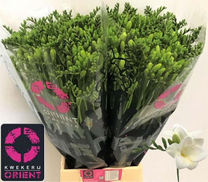 <h4>Freesia enk Corvette</h4>