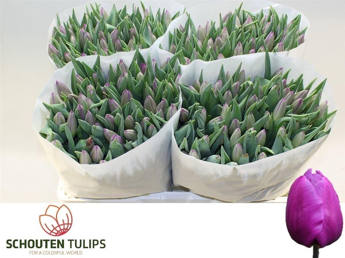 <h4>Tu En Purple Flag</h4>