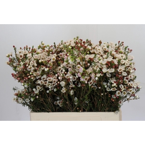 Chamelaucium Moonlight Delight