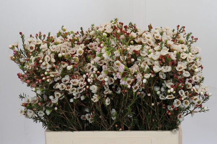 <h4>Chamelaucium Moonlight Delight</h4>