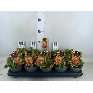 Gaultheria proc. 'Ciao Bella Whte'