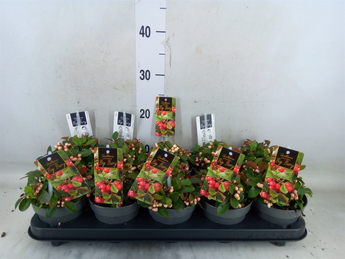 <h4>Gaultheria proc. 'Ciao Bella Whte'</h4>