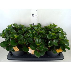 Peperomia obt. 'Burning Bush'
