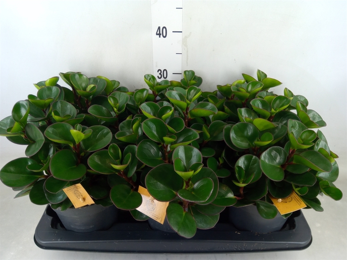 <h4>Peperomia obt. 'Burning Bush'</h4>