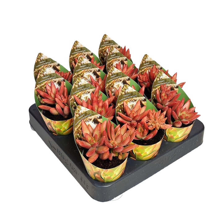 <h4>SEDUM OVERIG</h4>