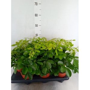 Schefflera arbor. 'Nora'