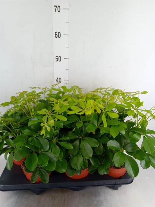 <h4>Schefflera arbor. 'Nora'</h4>