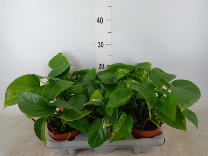 <h4>Epipremnum   ...</h4>