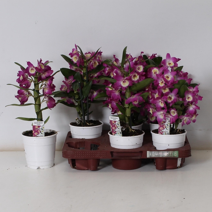 <h4>DEND NOBILE</h4>