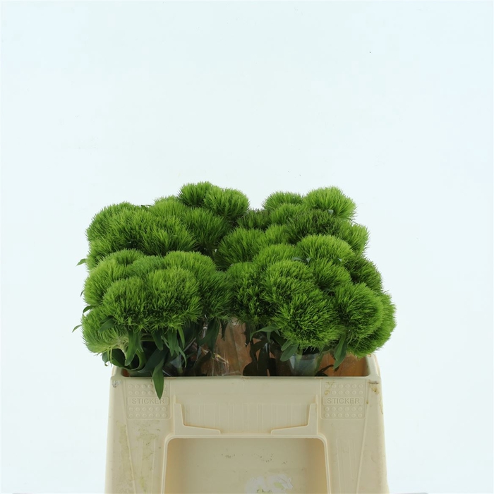 <h4>Di Barb Kiwi Mellow Extra</h4>