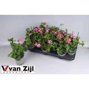 PEL PELT BALKON ROSE