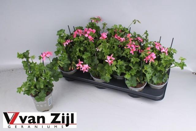 <h4>PEL PELT BALKON ROSE</h4>