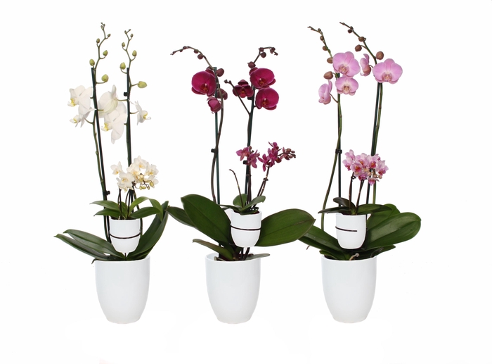 <h4>Hugo White Phal Mix 2T+ Tiny Dolls 2T</h4>